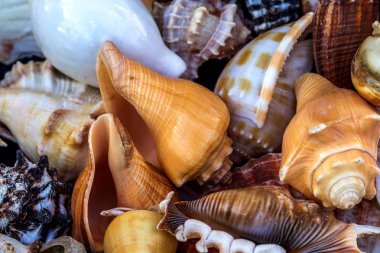 Güzel renkli egzotik deniz ve okyanus lavabolar, taş parlak yaratıcı moda doğal Güney arka plan olarak