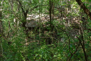 Radyoaktif ölü bölge Chernobyl evde kalıntıları. Yok edilen terk edilmiş evde büyür ve orman içinde ölür. Çernobil'de ev mistik kalıntıları. Orman, ağaçlar absorbe, evleri yok. Seçici odak