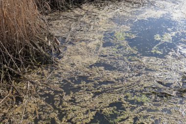 Kirli kanalizasyon ve küçük nehir ev çöpleri, sulama kanalı alg hızlı büyüme neden olur. Su kirliliği. Ekolojik sorun. Sorun plastik. Su kullanımı tehlikelidir, bu yasaktır