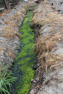 Kirli kanalizasyon ile birlikte kanalizasyon Caddesi boyunca açık bir çukurun içinde. Kirli drenaj zehirli yosun bir açık lağım toplayıcı burada. Ekolojik sorun. Kirli kanalizasyon ile duckweed ve yosun. Kanalizasyon boru