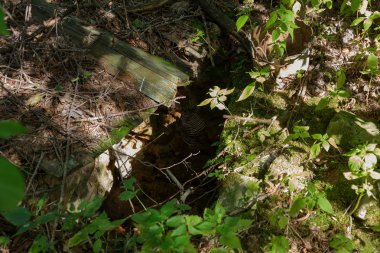 Radyoaktif ölü bölge Chernobyl evde kalıntıları. Yok edilen terk edilmiş evde büyür ve orman içinde ölür. Çernobil'de ev mistik kalıntıları. Orman, ağaçlar absorbe, evleri yok. Seçici odak