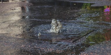 Yol kanalizasyon kapağından su akar. Lağım kanalizasyonu. Kanalizasyon sistemi kazası. Kirli lağım suyu yolda akar. Ambar çeşmesinden su akar