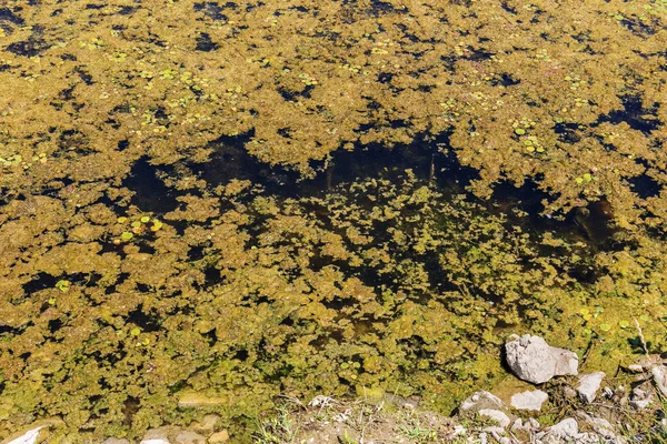 Saleté Des Eaux Usées Des Ordures Ménagères Dans Une Petite — Photo