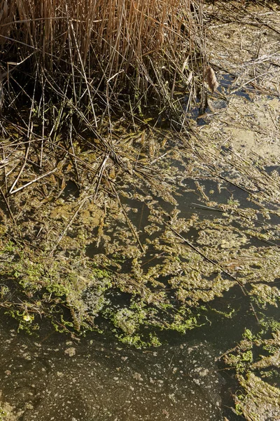 Špinavé Kanalizací Odpad Malé Řeky Zavlažovací Kanál Způsobuje Rychlý Růst — Stock fotografie