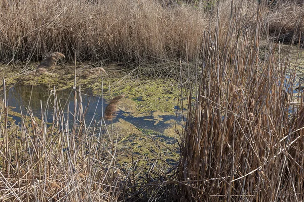 汚い下水 小さな川で家庭のゴミ 用水路は藻類の急速な成長を引き起こします 水汚染 生態学的な問題があります プラスチックの問題 水の使用は危険です これは禁止されて — ストック写真