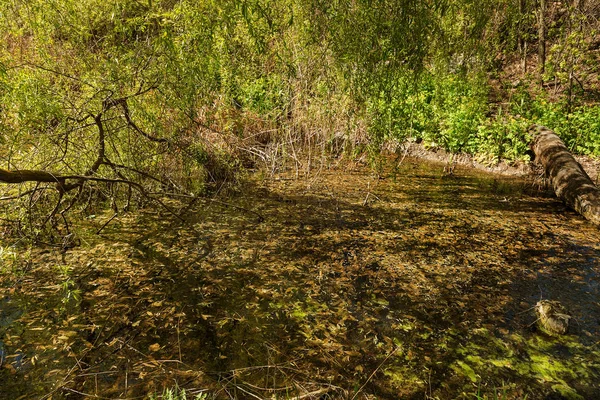 肮脏的污水 污水系统被排水到自然的公共池塘 破坏自然的生态灾难 肮脏的污水破坏了天然水库 健康与清洁水的保护问题 — 图库照片