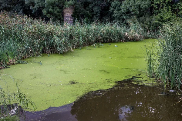 ODESSA, UKRAINE - 8 August 2015: a large amount of debris and dirty waste water caused the rapid growth of algae in the lake. Water pollution. Ecological problem