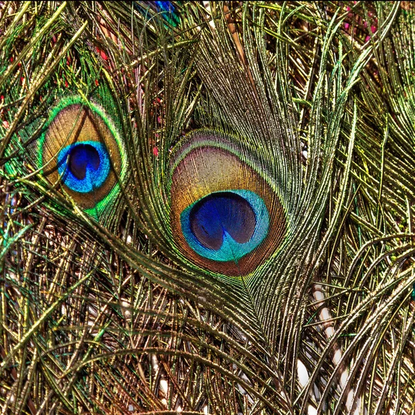 Abstract Background Some Colorful Peacock Feathers Dark Back — Stock Photo, Image