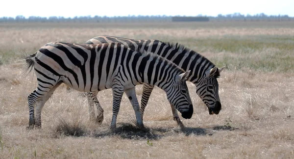 Cebra Pastando Los Pastos Vivo Safari Desierto Nacional Bio Askania —  Fotos de Stock