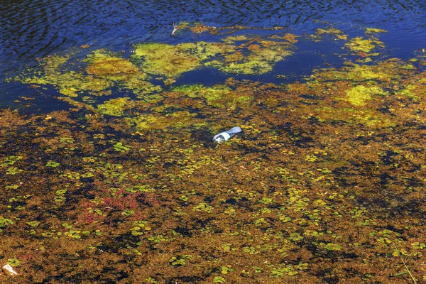 Une Petite Rivière Mourante Était Envahie Plantes Marécageuses Pollution Environnement — Photo