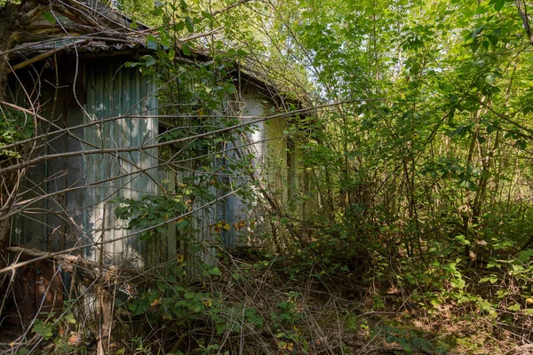 Rovine Casa Zona Morta Radioattiva Chernobyl Casa Abbandonata Distrutta Cresce — Foto Stock