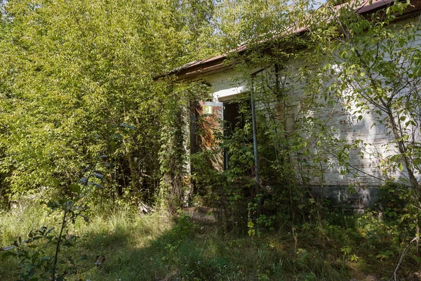 Ruínas Casa Zona Morta Radioactiva Chernobyl Casa Abandonada Destruída Cresce — Fotografia de Stock