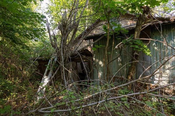 Ruínas Casa Zona Morta Radioactiva Chernobyl Casa Abandonada Destruída Cresce — Fotografia de Stock