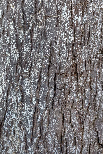 Старая Текстура Темного Дерева Натуральный Узор Деревянные Доски Великолепный Творческий — стоковое фото