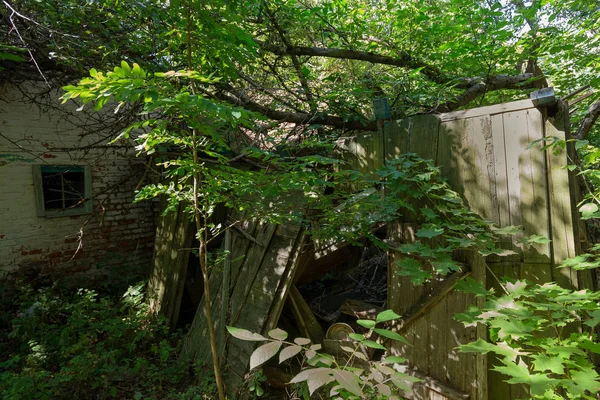 Ruins of house in radioactive dead zone Chernobyl. Destroyed abandoned house grows and dies in forest. Mystical Ruins of house in Chernobyl. Forest, trees absorb, destroy houses. Selective focus