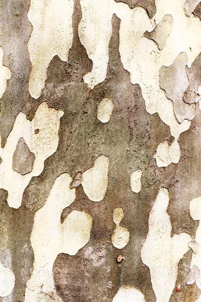 Abstrakter Realismus Die Texturen Der Baumrinde Als Abstraktion Die Gestaltende — Stockfoto