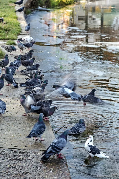 Schmutzige Ölflecken Der Oberfläche Des Seewassers Die Durch Den Abfluss — Stockfoto