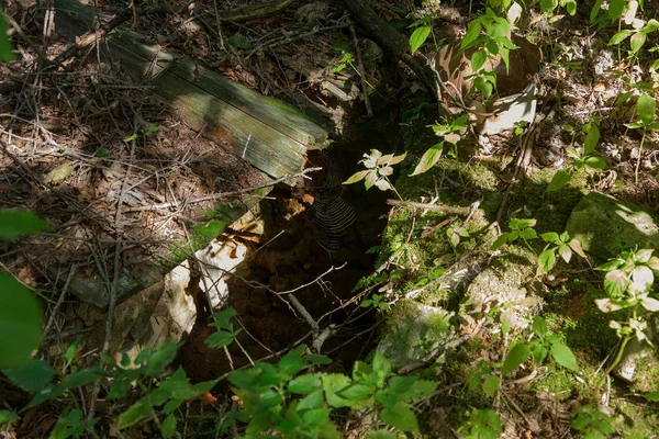Radyoaktif ölü bölge Chernobyl evde kalıntıları. Yok edilen terk edilmiş evde büyür ve orman içinde ölür. Çernobil'de ev mistik kalıntıları. Orman, ağaçlar absorbe, evleri yok. Seçici odak