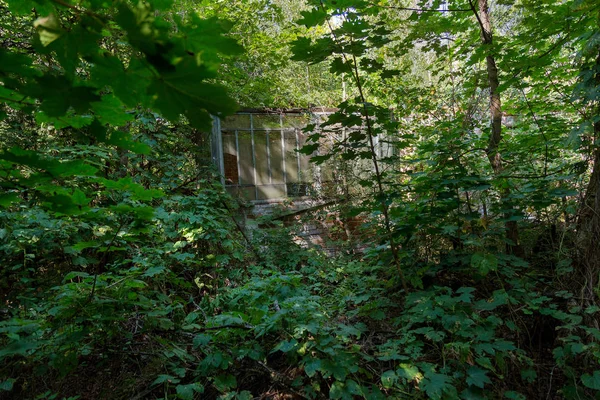 Ruínas Casa Zona Morta Radioactiva Chernobyl Casa Abandonada Destruída Cresce — Fotografia de Stock