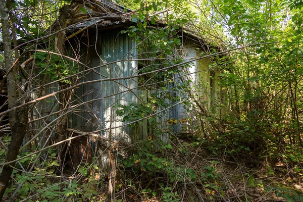 Hausruinen Der Radioaktiven Todeszone Tschernobyl Zerstörtes Verlassenes Haus Wächst Und — Stockfoto