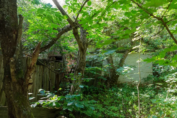 Ruínas Casa Zona Morta Radioactiva Chernobyl Casa Abandonada Destruída Cresce — Fotografia de Stock