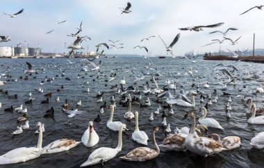 Pek çok yaban ördekleri ve soğuk kış su koyun kuğu insanlar için yiyecek isteyin. Aç yabani martı ve kuğular Gıda için kışın açık denizde rekabet. Deniz kuşları kış açık deniz Bay