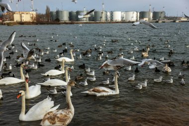 Pek çok yaban ördekleri ve soğuk kış su koyun kuğu insanlar için yiyecek isteyin. Aç yabani martı ve kuğular Gıda için kışın açık denizde rekabet. Deniz kuşları kış açık deniz Bay