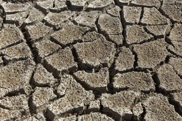 Siccità Fondo Secco Del Lago Fiume Mare Granchi Morti Secchi — Foto Stock