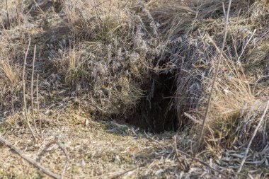 Hayvanlar şehri. Fokskholds koloni dağ tepelerinin eteklerinde. Vahşi hayvanlar kolonisi. Yeraltı geçişleri ve delik sistem. Vahşi hayvanlarda izleri. Dağ sıçanı yuva