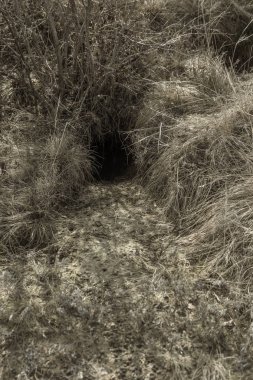 Hayvanlar şehri. Fokskholds koloni dağ tepelerinin eteklerinde. Vahşi hayvanlar kolonisi. Yeraltı geçişleri ve delik sistem. Vahşi hayvanlarda izleri. Dağ sıçanı yuva