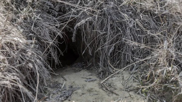 Hayvanlar şehri. Fokskholds koloni dağ tepelerinin eteklerinde. Vahşi hayvanlar kolonisi. Yeraltı geçişleri ve delik sistem. Vahşi hayvanlarda izleri. Dağ sıçanı yuva