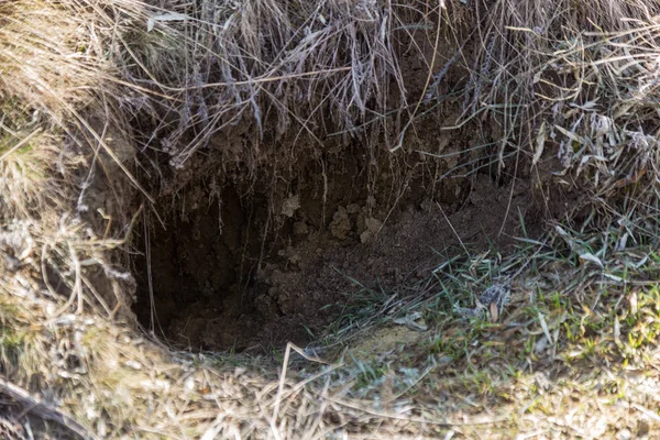 Staden Djur Fokskholds Koloni Sluttningarna Berget Kullar Koloni Vilda Djur — Stockfoto