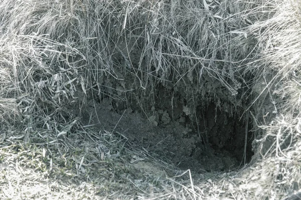 Hayvanlar şehri. Fokskholds koloni dağ tepelerinin eteklerinde. Vahşi hayvanlar kolonisi. Yeraltı geçişleri ve delik sistem. Vahşi hayvanlarda izleri. Dağ sıçanı yuva