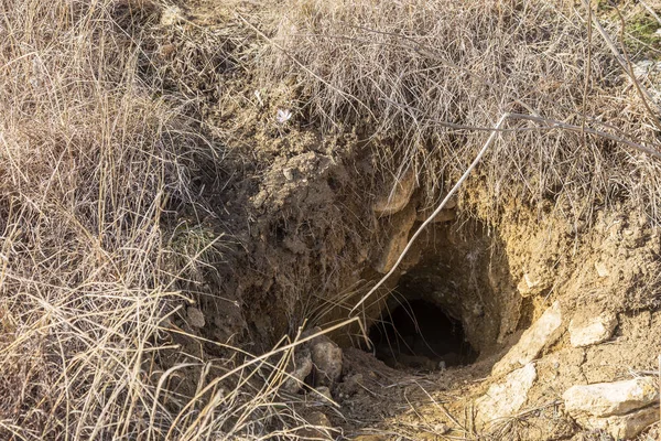 Hayvanlar şehri. Fokskholds koloni dağ tepelerinin eteklerinde. Vahşi hayvanlar kolonisi. Yeraltı geçişleri ve delik sistem. Vahşi hayvanlarda izleri. Dağ sıçanı yuva