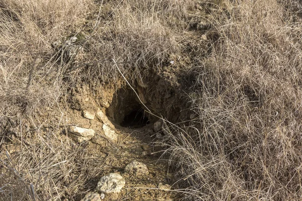 Hayvanlar şehri. Fokskholds koloni dağ tepelerinin eteklerinde. Vahşi hayvanlar kolonisi. Yeraltı geçişleri ve delik sistem. Vahşi hayvanlarda izleri. Dağ sıçanı yuva