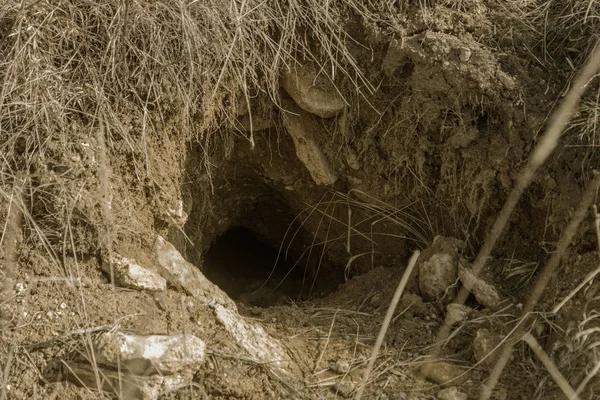 Hayvanlar şehri. Fokskholds koloni dağ tepelerinin eteklerinde. Vahşi hayvanlar kolonisi. Yeraltı geçişleri ve delik sistem. Vahşi hayvanlarda izleri. Dağ sıçanı yuva