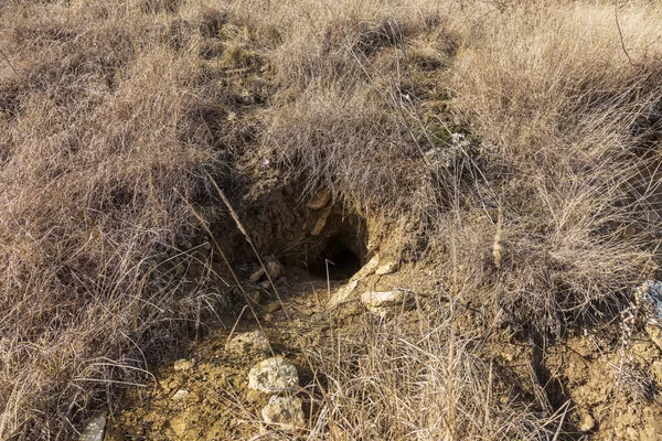 Hayvanlar şehri. Fokskholds koloni dağ tepelerinin eteklerinde. Vahşi hayvanlar kolonisi. Yeraltı geçişleri ve delik sistem. Vahşi hayvanlarda izleri. Dağ sıçanı yuva