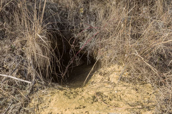 Hayvanlar şehri. Fokskholds koloni dağ tepelerinin eteklerinde. Vahşi hayvanlar kolonisi. Yeraltı geçişleri ve delik sistem. Vahşi hayvanlarda izleri. Dağ sıçanı yuva