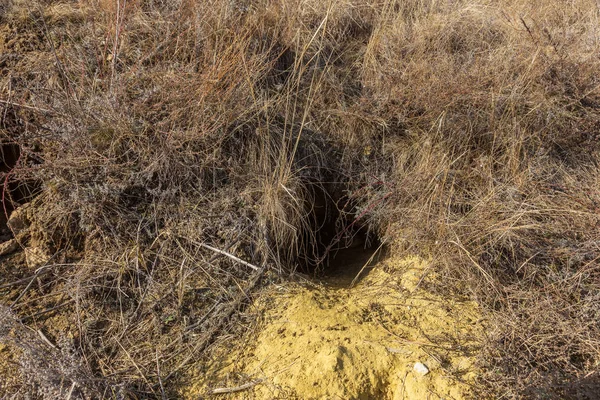 Hayvanlar şehri. Fokskholds koloni dağ tepelerinin eteklerinde. Vahşi hayvanlar kolonisi. Yeraltı geçişleri ve delik sistem. Vahşi hayvanlarda izleri. Dağ sıçanı yuva