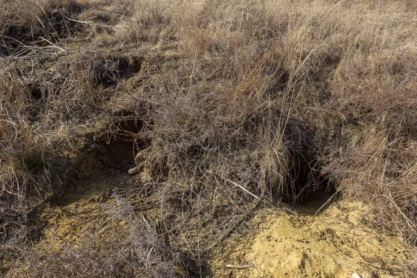 Hayvanlar şehri. Fokskholds koloni dağ tepelerinin eteklerinde. Vahşi hayvanlar kolonisi. Yeraltı geçişleri ve delik sistem. Vahşi hayvanlarda izleri. Dağ sıçanı yuva