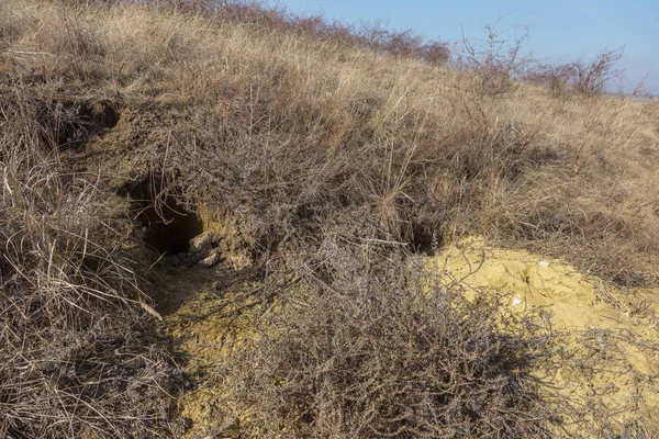 动物之城 Fokskholds 殖民地在山的小山的倾斜 野生动物的殖民地 地下通道和洞的系统 野生动物的踪迹 土拨鼠洞穴 — 图库照片