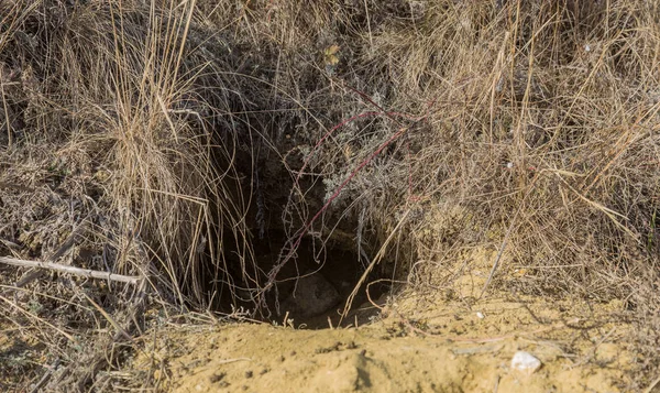 Hayvanlar şehri. Fokskholds koloni dağ tepelerinin eteklerinde. Vahşi hayvanlar kolonisi. Yeraltı geçişleri ve delik sistem. Vahşi hayvanlarda izleri. Dağ sıçanı yuva