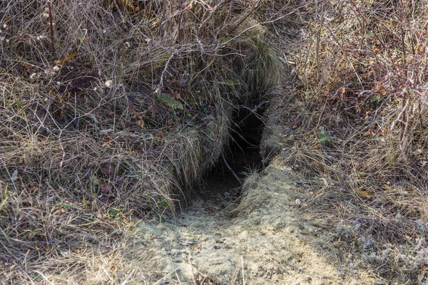 Hayvanlar şehri. Fokskholds koloni dağ tepelerinin eteklerinde. Vahşi hayvanlar kolonisi. Yeraltı geçişleri ve delik sistem. Vahşi hayvanlarda izleri. Dağ sıçanı yuva