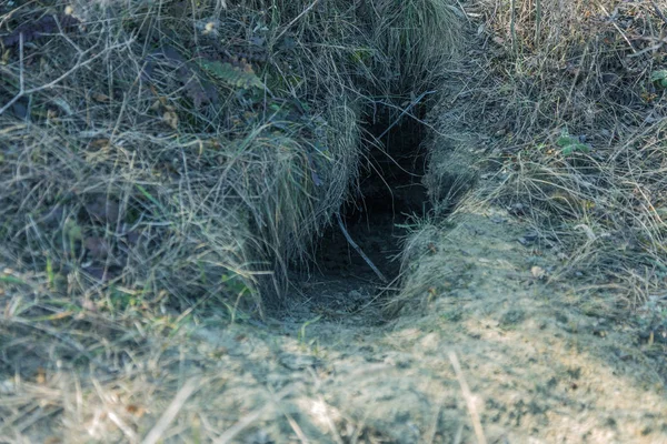 Staden Djur Fokskholds Koloni Sluttningarna Berget Kullar Koloni Vilda Djur — Stockfoto