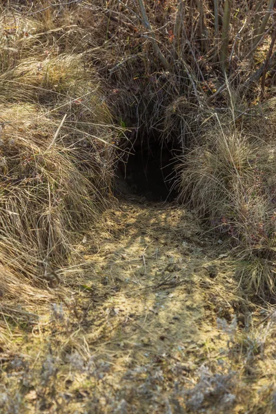 Hayvanlar şehri. Fokskholds koloni dağ tepelerinin eteklerinde. Vahşi hayvanlar kolonisi. Yeraltı geçişleri ve delik sistem. Vahşi hayvanlarda izleri. Dağ sıçanı yuva