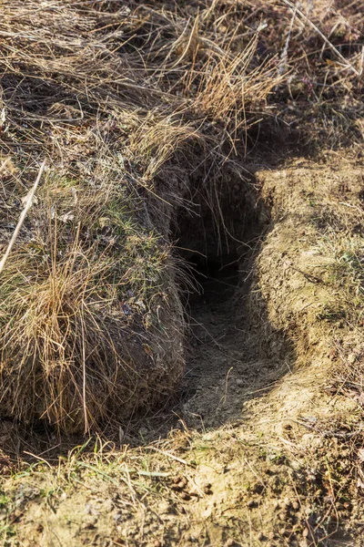 City of animals. Fokskholds colony on slopes of mountain hills. Colony of wild animals. System of underground passages and holes. Traces of animals in wild. Groundhog burrow