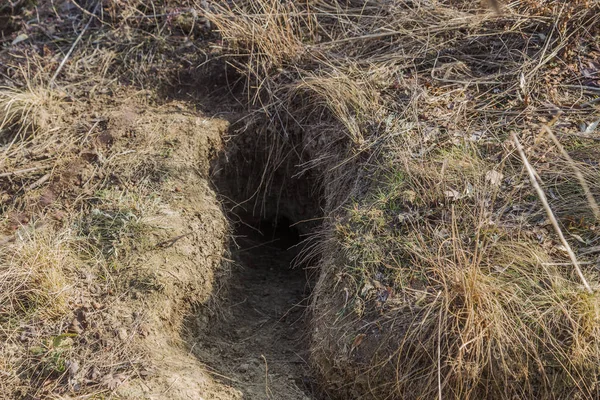 Staden Djur Fokskholds Koloni Sluttningarna Berget Kullar Koloni Vilda Djur — Stockfoto