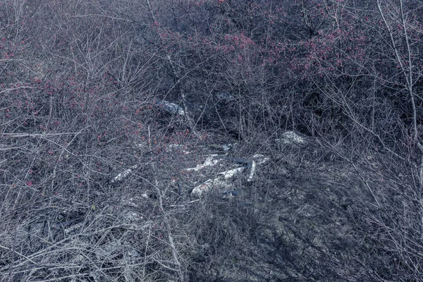 Orman Çöpte Yasadışı Çöp Orman Atılmış Insanlar Nsan Doğa Kavramı — Stok fotoğraf