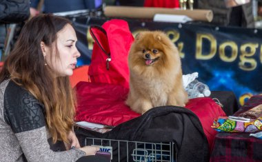 Odessa, Ukrayna 5 Mart 2019: Büyüleyici safkan su kuyusu-damat köpekler, köpek sahipleri ve eğitmenler ile göster