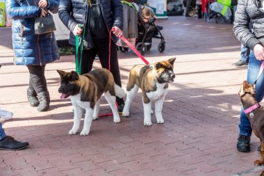 Büyüleyici safkan su kuyusu-damat köpek sahipleri ve eğitimciler ile bir köpek gösterisi